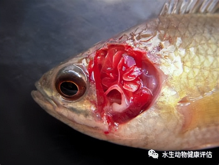 鱼类的呼吸器官除了鳃外，还有其他器官打辅助——鳃上器