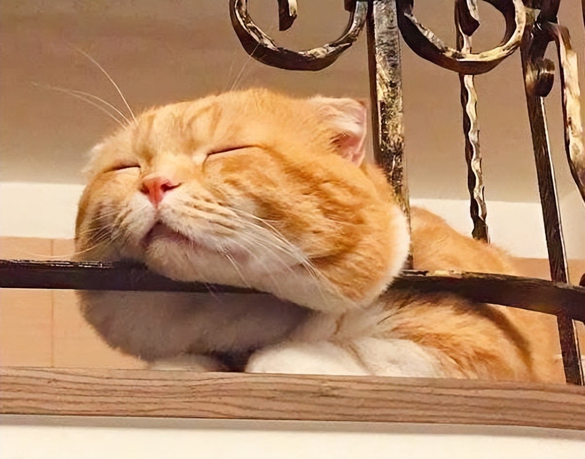 橘猫,最受欢迎的田园猫之一,为什么这么多人喜欢养?