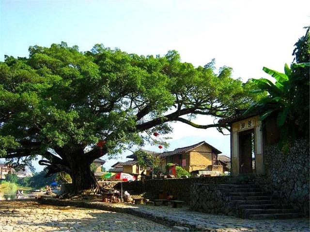 大门大户“养大树”，门口有空地，6种树选1棵来种吧，不养可惜了