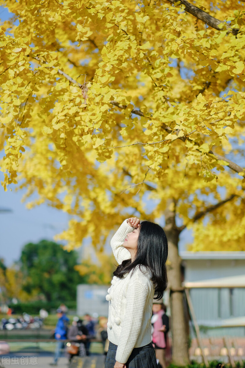 榈庭多落叶，慨然知已秋 | 适合发朋友圈的银杏落叶的优美句子