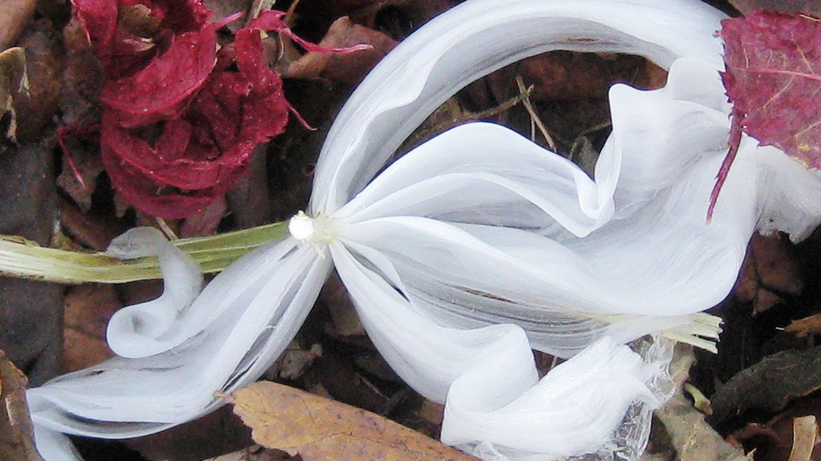 山西发现罕见"冰蝴蝶",央视曾多次报道,究竟是什么?