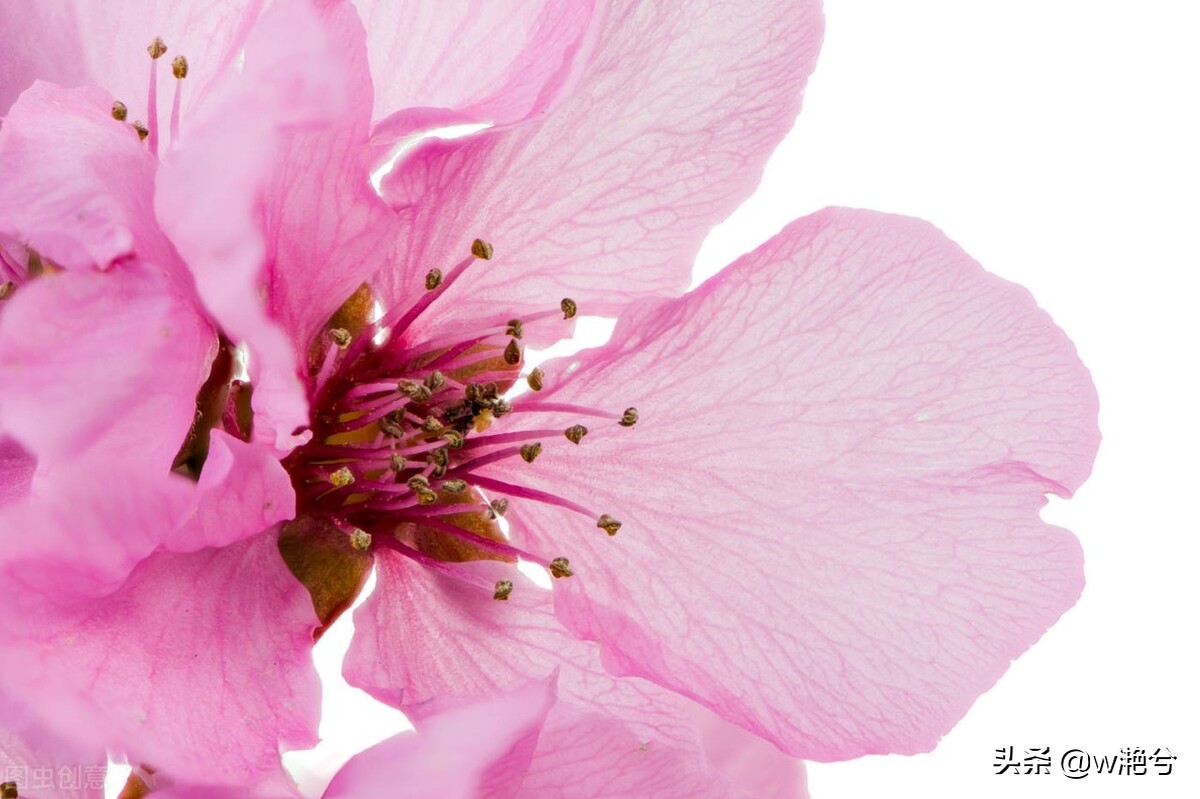 春天的颜色——红白黄紫绿