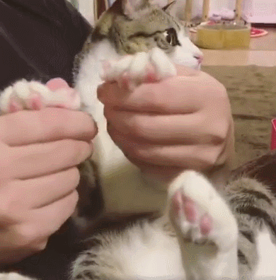 如何给猫咪“剪指甲”？收下这份攻略，养猫更轻松