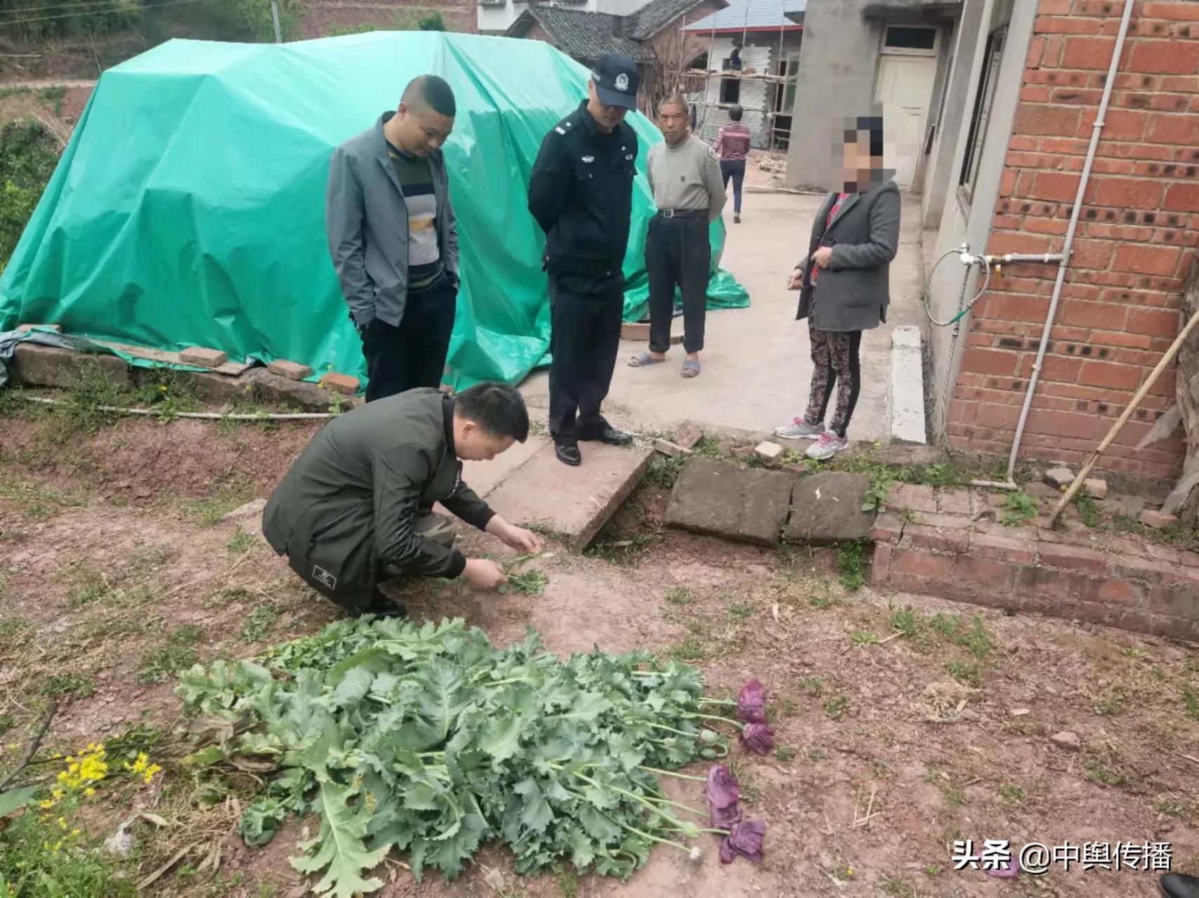 春暖花开日 禁种铲毒时——隆昌市界市镇踏踩工作持续发力