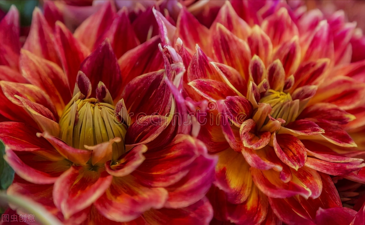 一花一世界、一花一奇妙，每朵花都与众不同，妩媚多姿