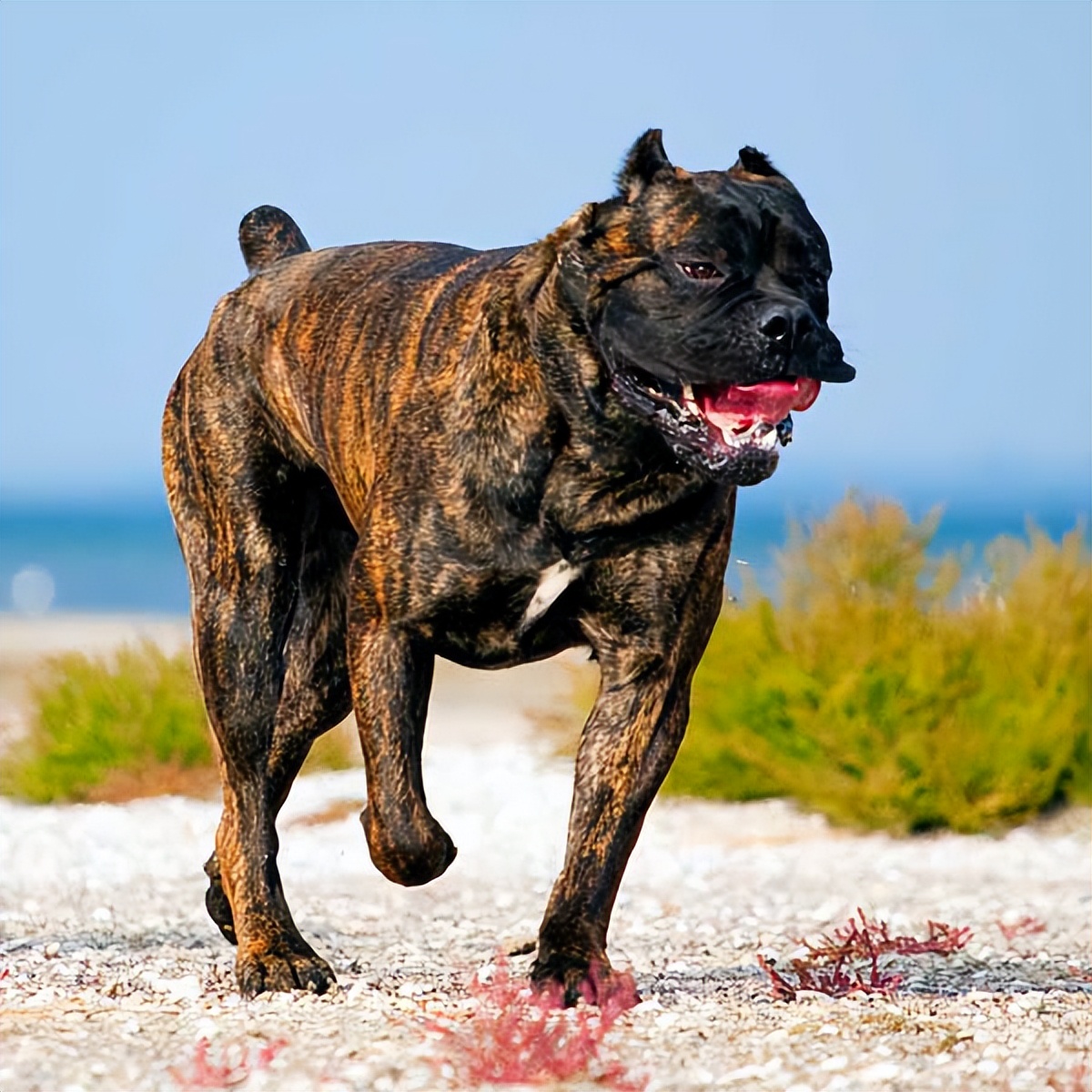 卡羅斯vs土佐犬,如果這兩種猛犬正面硬肛,誰會笑到最後?