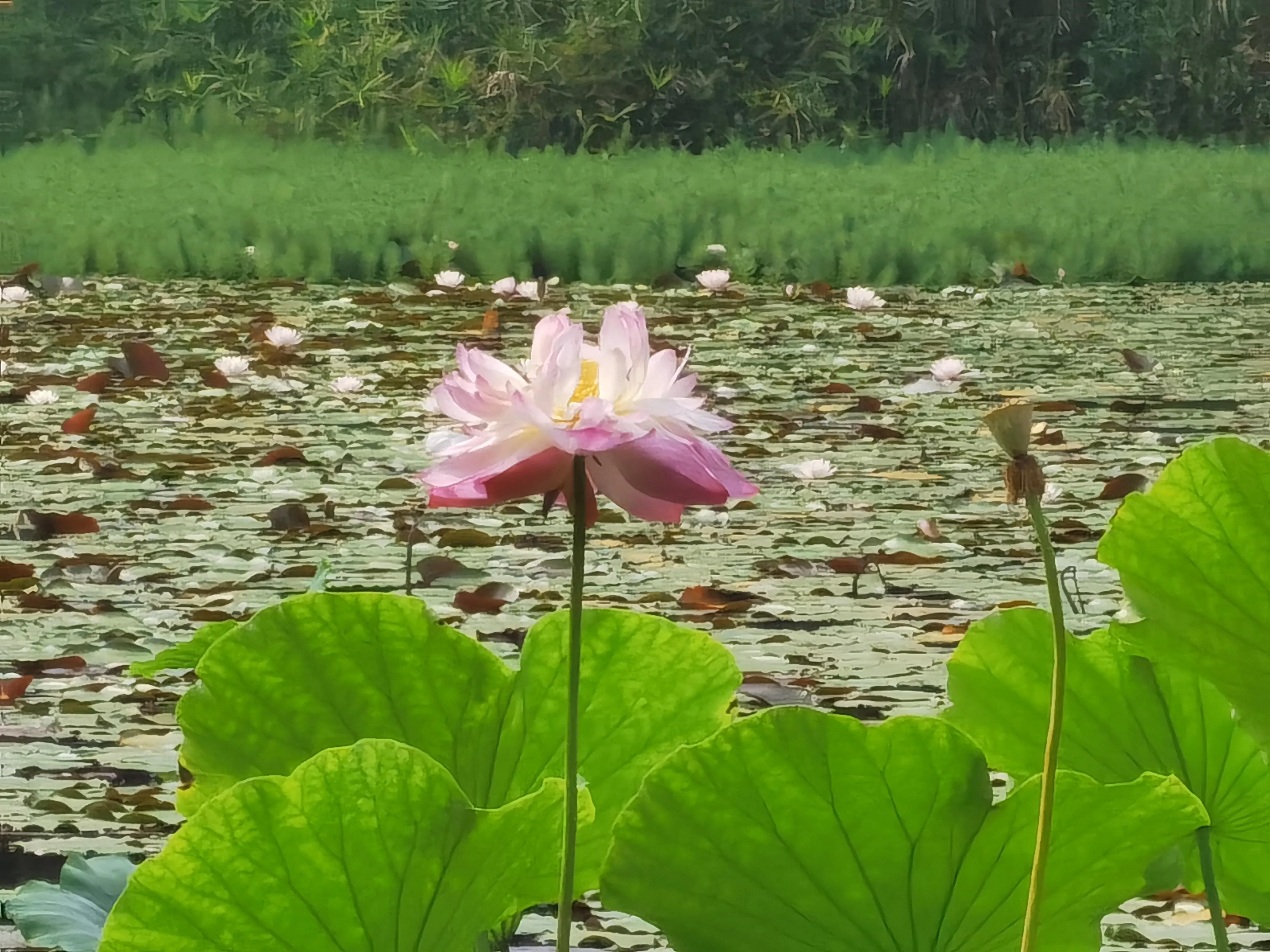 仓央嘉措——陌上花开