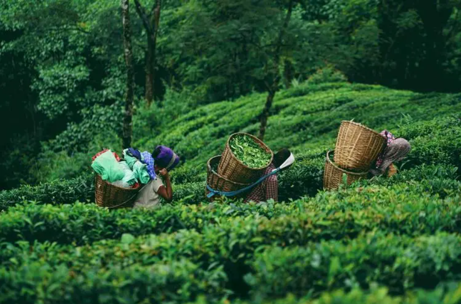锡兰红茶、阿萨姆红茶、祁门、滇红等，谁才是红茶圈中的盟主？