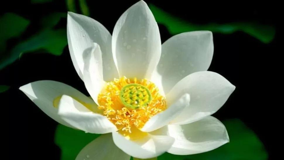 爱花如你，知道中国的十大名花都是哪些吗？