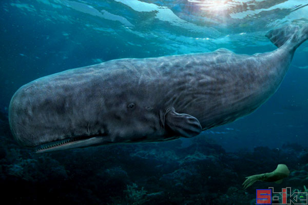Sbike动植物百科：全球体型最大的十大鲸鱼排名（上）