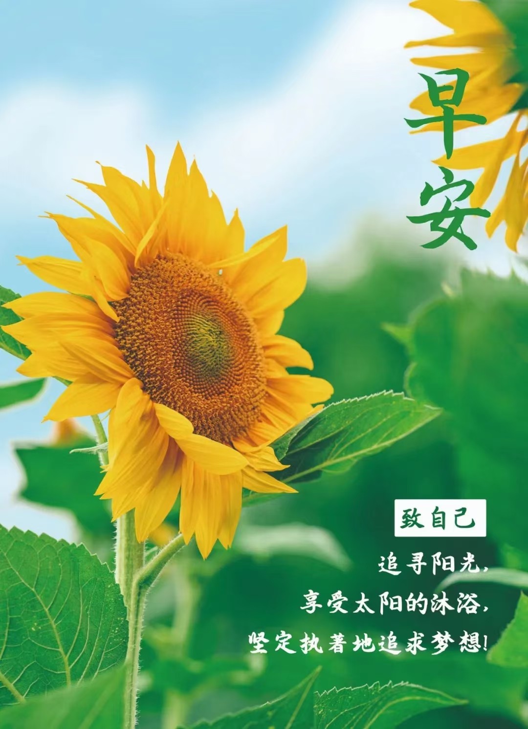 每天都要开心的唯美句子