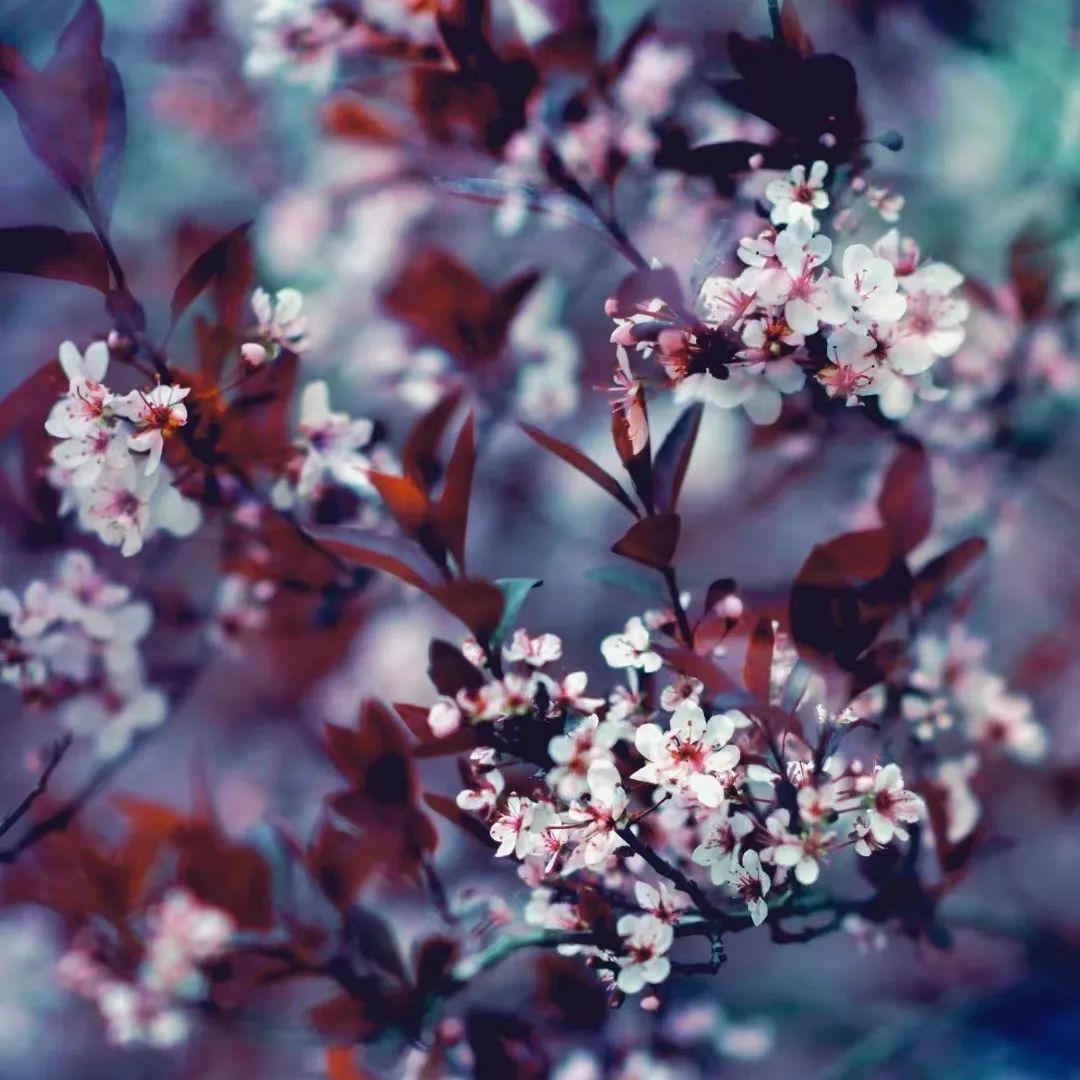 千年府城，四月春色