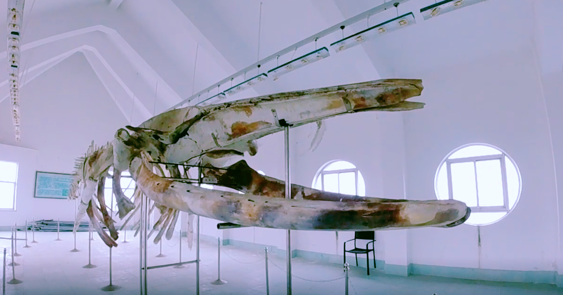 青島廢棄博物館，藏有巨鯨標本和骨骼，被一個老人日夜守護著