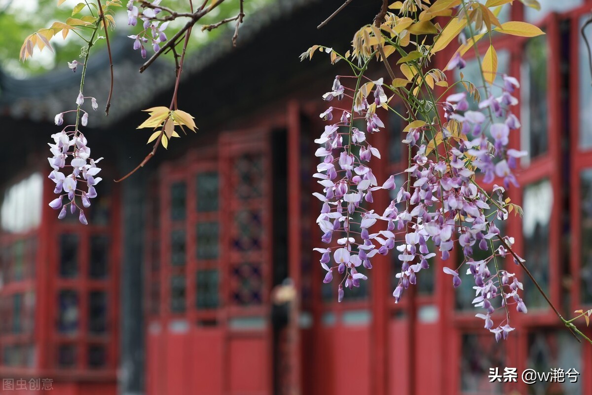 春天的颜色——红白黄紫绿