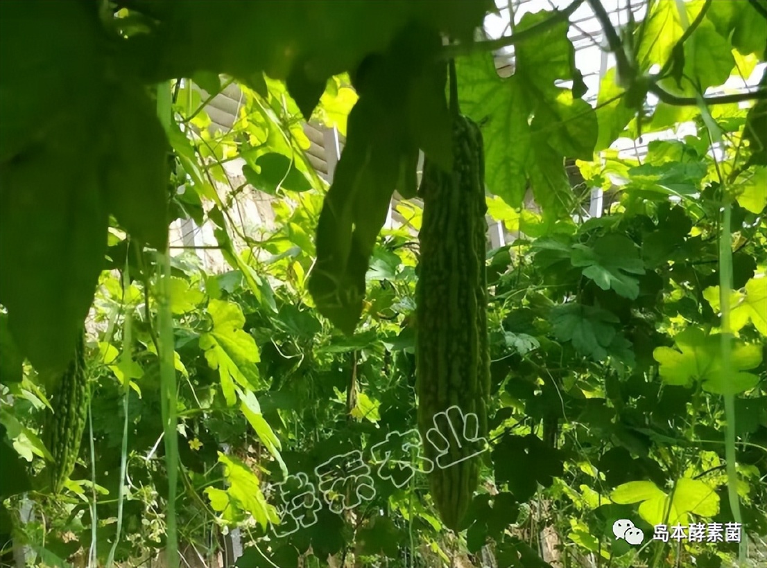 島本酵素生物悶棚奇效顯：滅掉了線蟲(chóng)殺死了病菌，土壤還得到改良