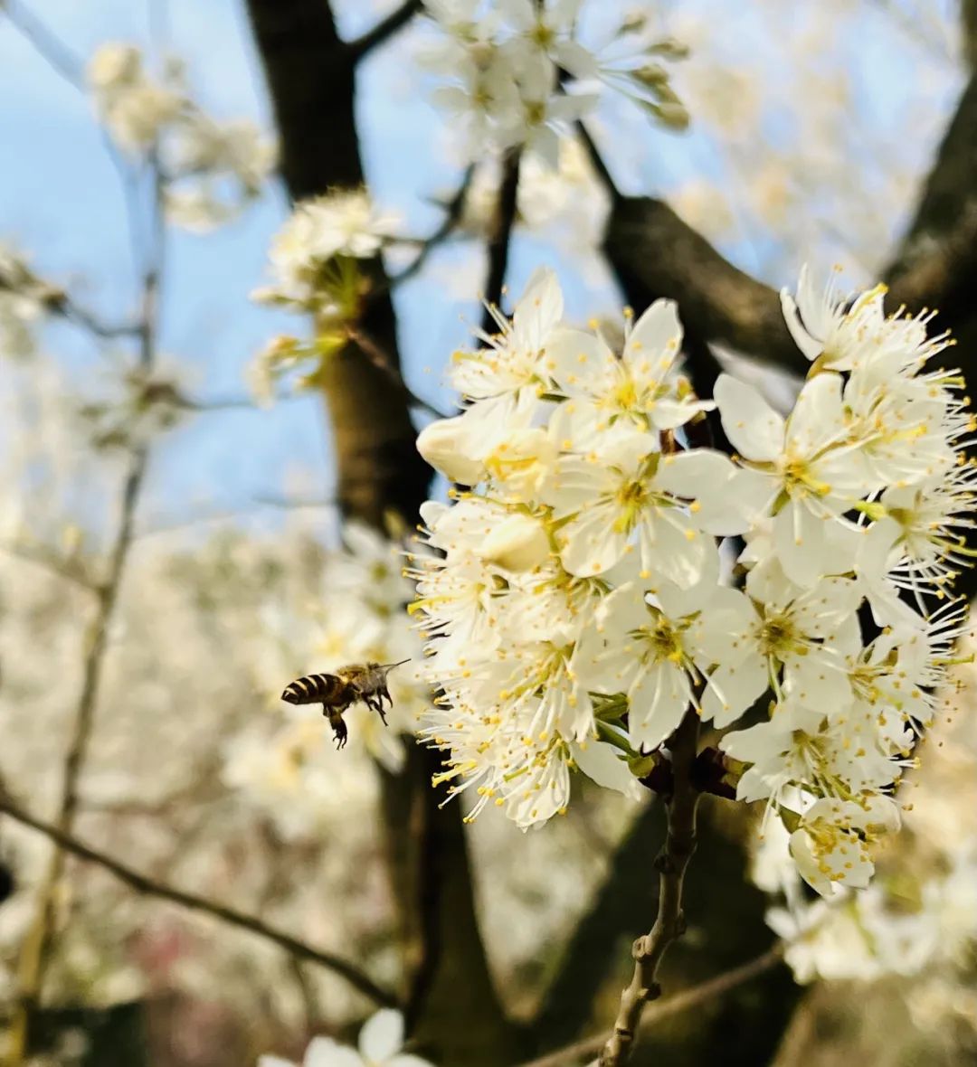 快来看看成都锦城学院的春日美景