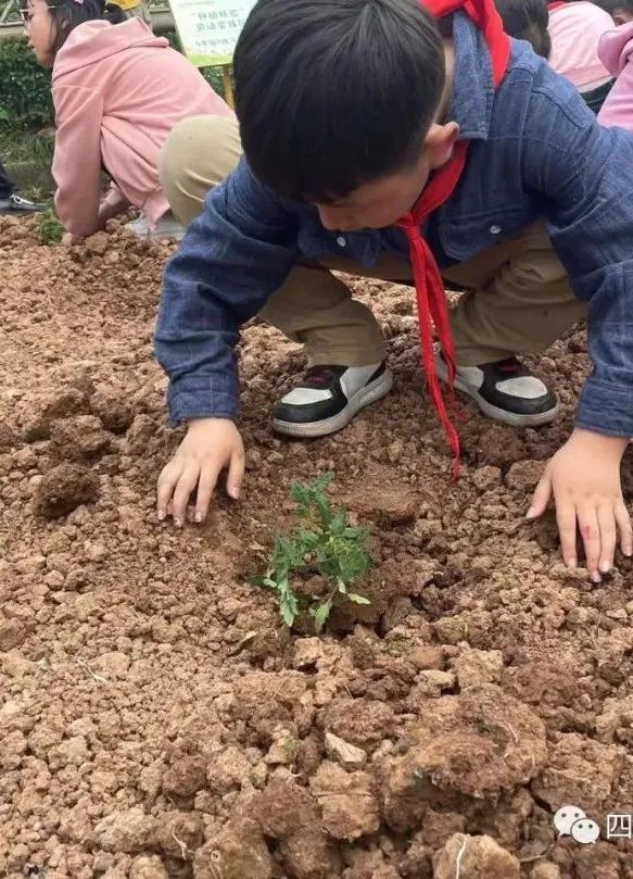 天府新区三星小学特色劳动课堂