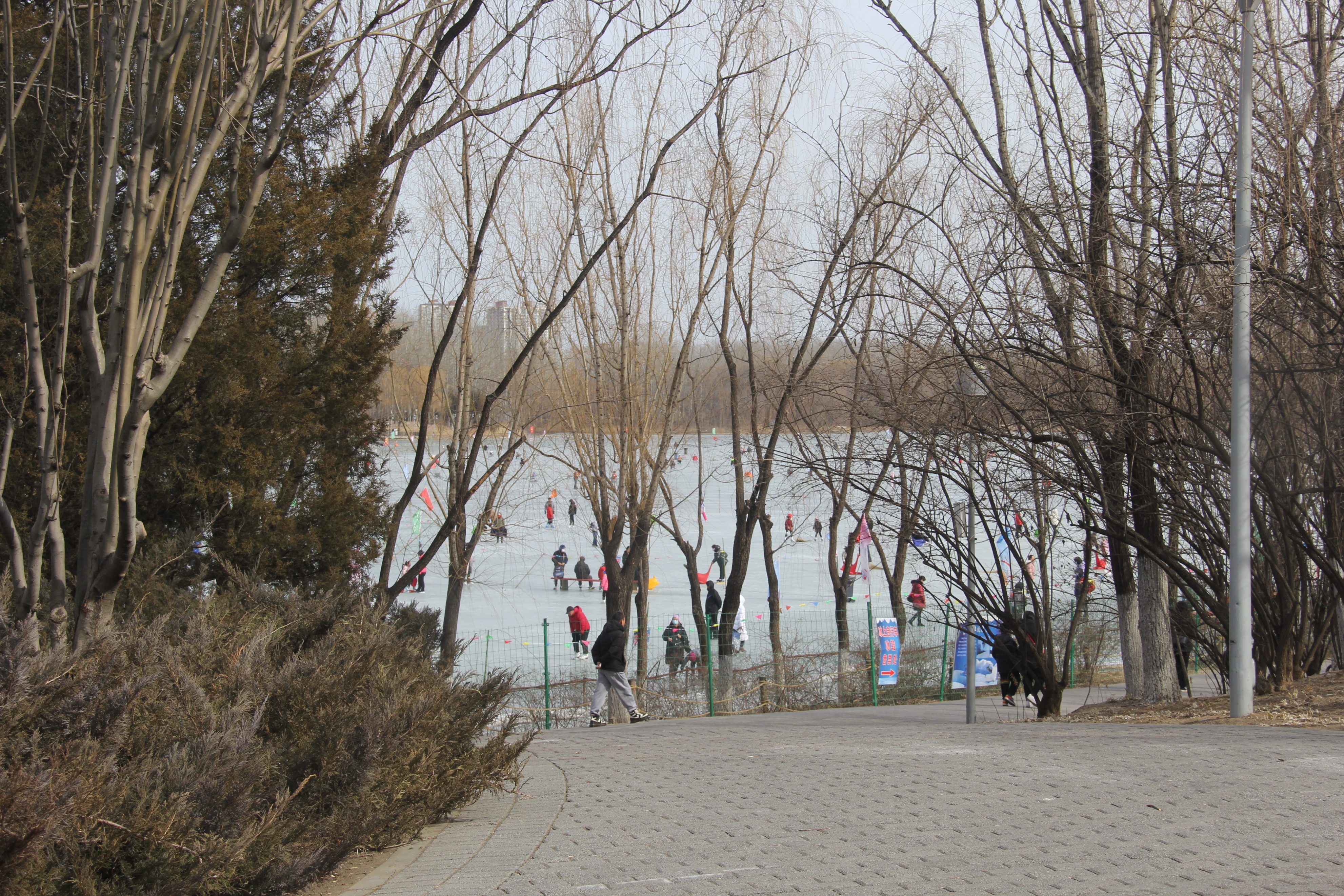 春日奥森公园（摄影）北京 张新贵