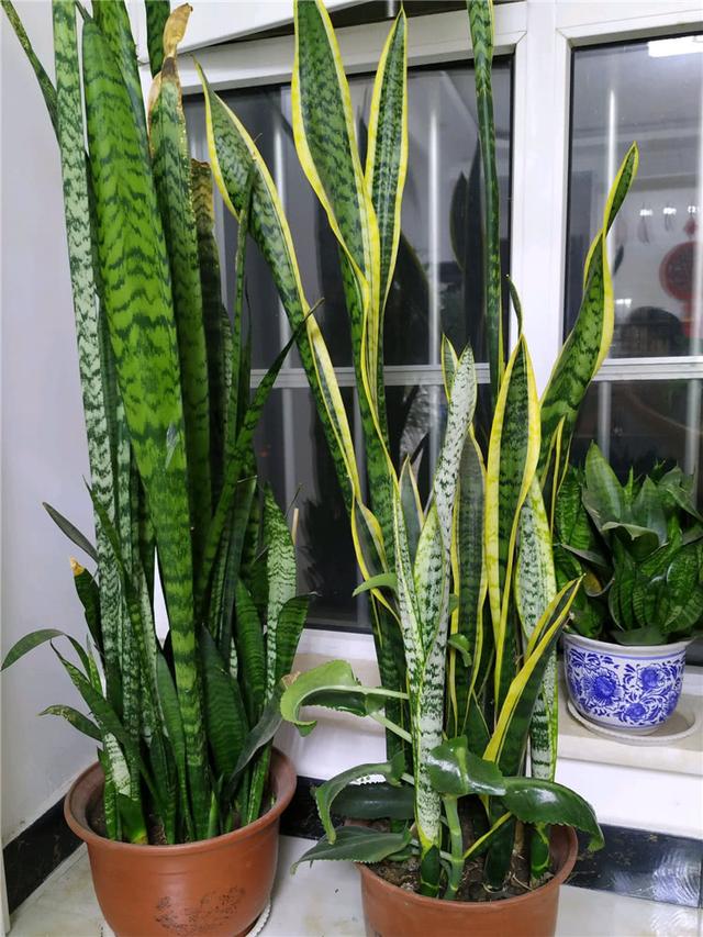 7种“洋气花”，好养又高雅，客厅一放，干净大气，旺家好运来