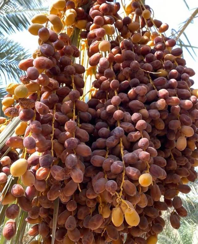 巴基斯坦椰枣价格大跌了巴基斯坦椰枣多少钱一斤