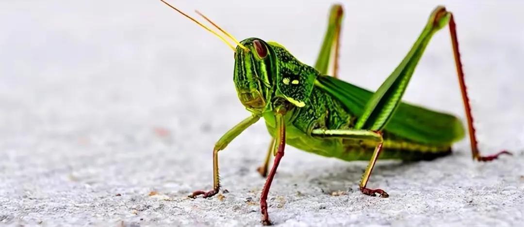 韦东奕封神之题-会跳的蚱蜢-Python程序帮蚱蜢找路线