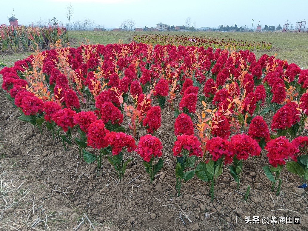 过年想好去哪玩了没，湖北周边春节必去景点