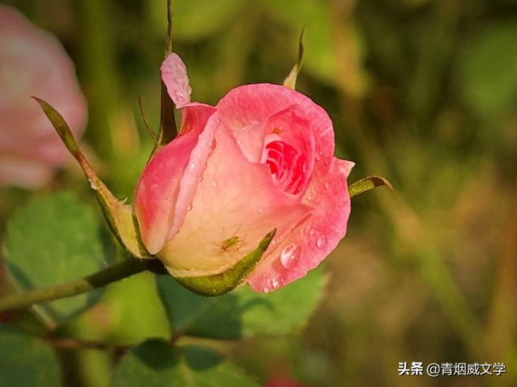 蝶恋花 盼春（外六首）