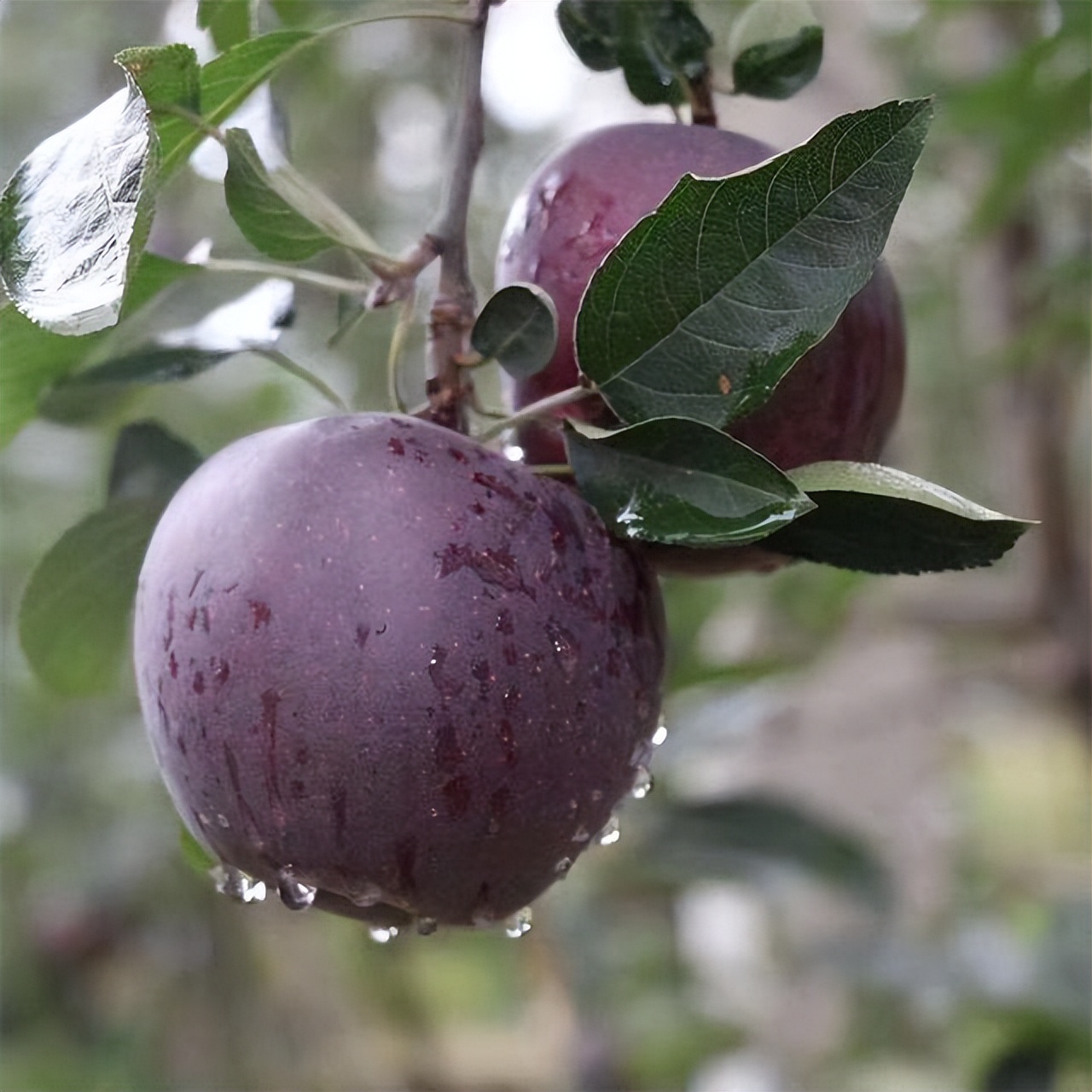因此,人们能够培育出黑钻石苹果,大概率是得益于高原环境中的天然条件