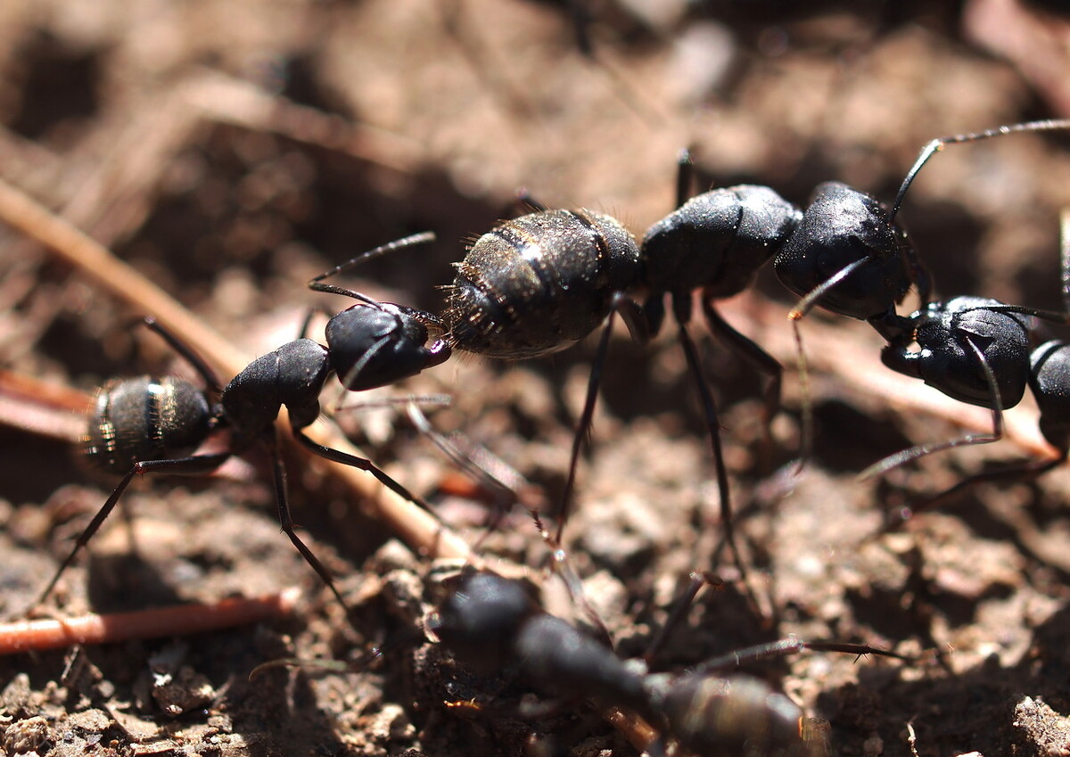 蚂蚁王国：记录一个蚁群的形成，从一只到几千，再到死光的过程