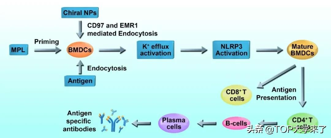 重大突破！江南大学建校以来首次以第一单位发《Nature》