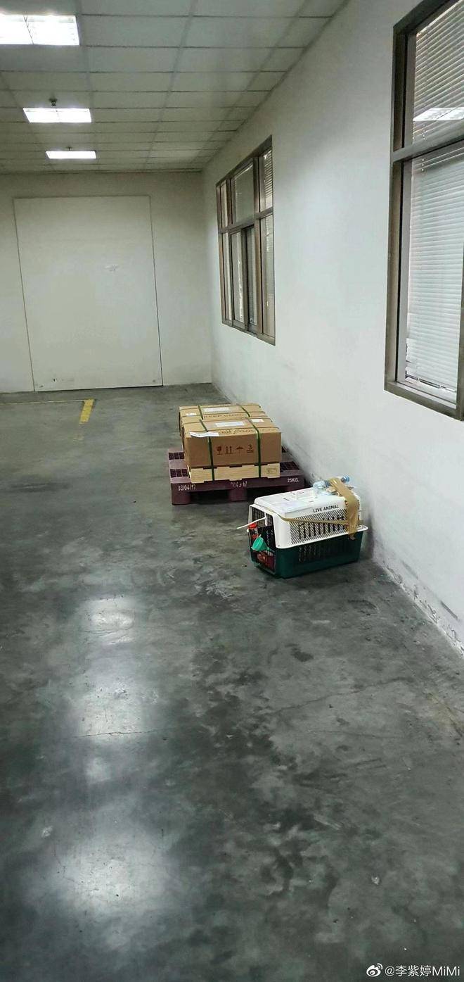 李紫婷求助爱犬死亡的原因