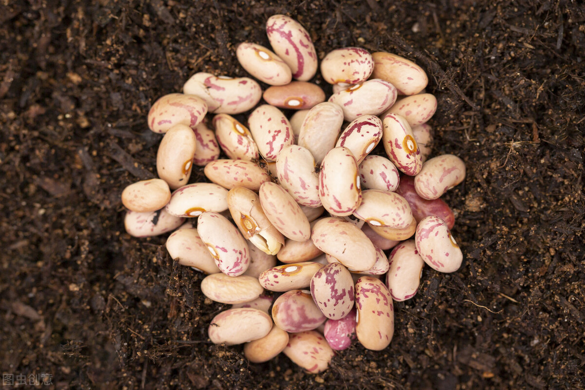 四季豆种子催芽方法（四季豆的5个正确催芽步骤）
