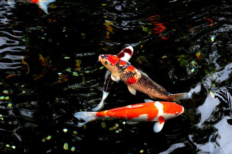 如果在山上挖一个池塘，不放鱼，里面会慢慢有鱼吗？