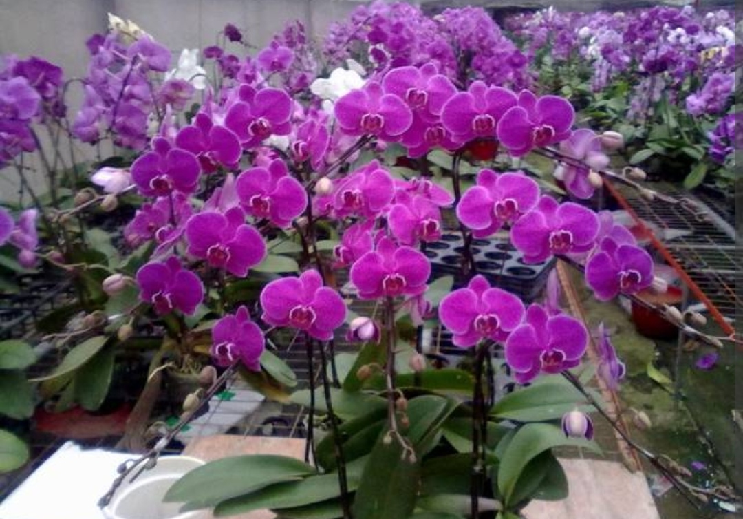 蝴蝶蘭什么時候開花,家養(yǎng)蝴蝶蘭什么時候開花