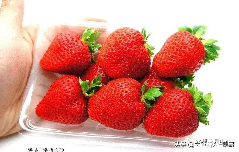 越秀草莓图片（中国草莓主要产地分布及品种介绍）