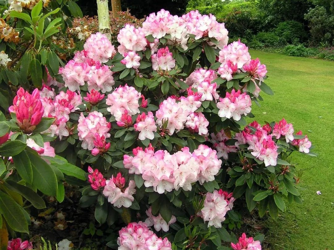 花美价廉的西洋杜鹃西洋杜鹃价格