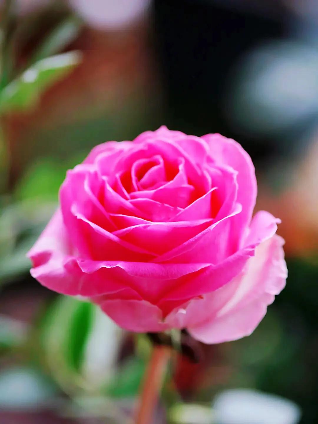 糖果雪山 花型杯状 花瓣重叠饱满 鲜亮白粉色 标准的切花月季 天天看点