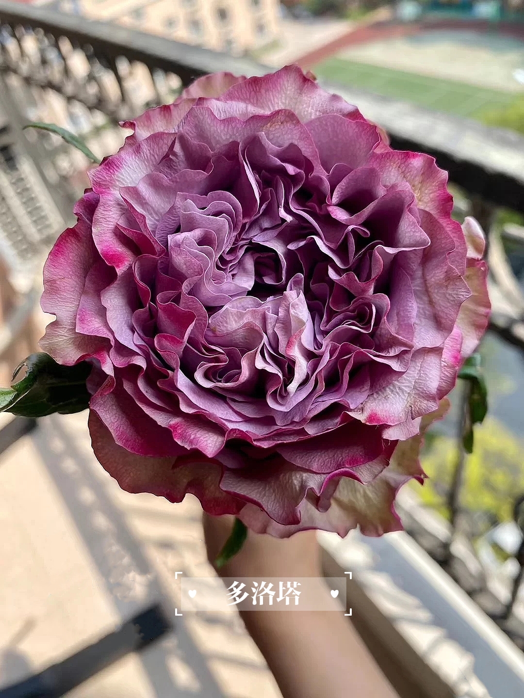 19朵黄玫瑰代表什么(成都马克花艺｜玫瑰花语大全，明明白白他的心)