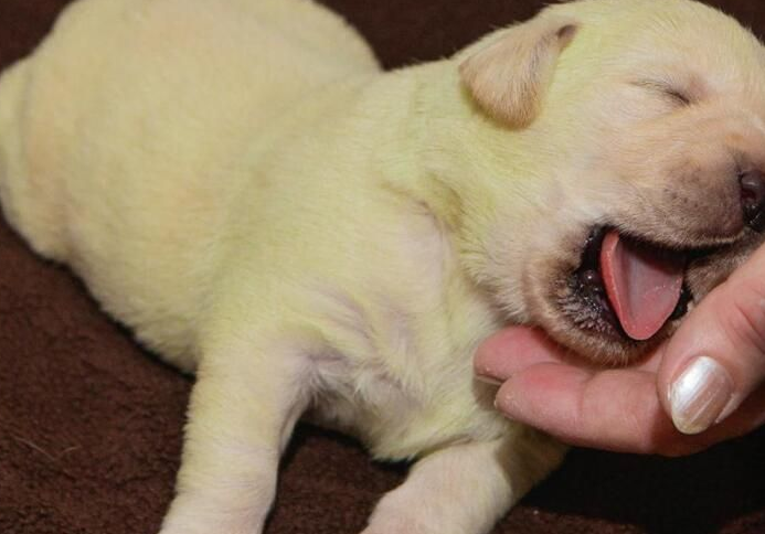 母狗叼着幼崽来找主人，是为了什么？