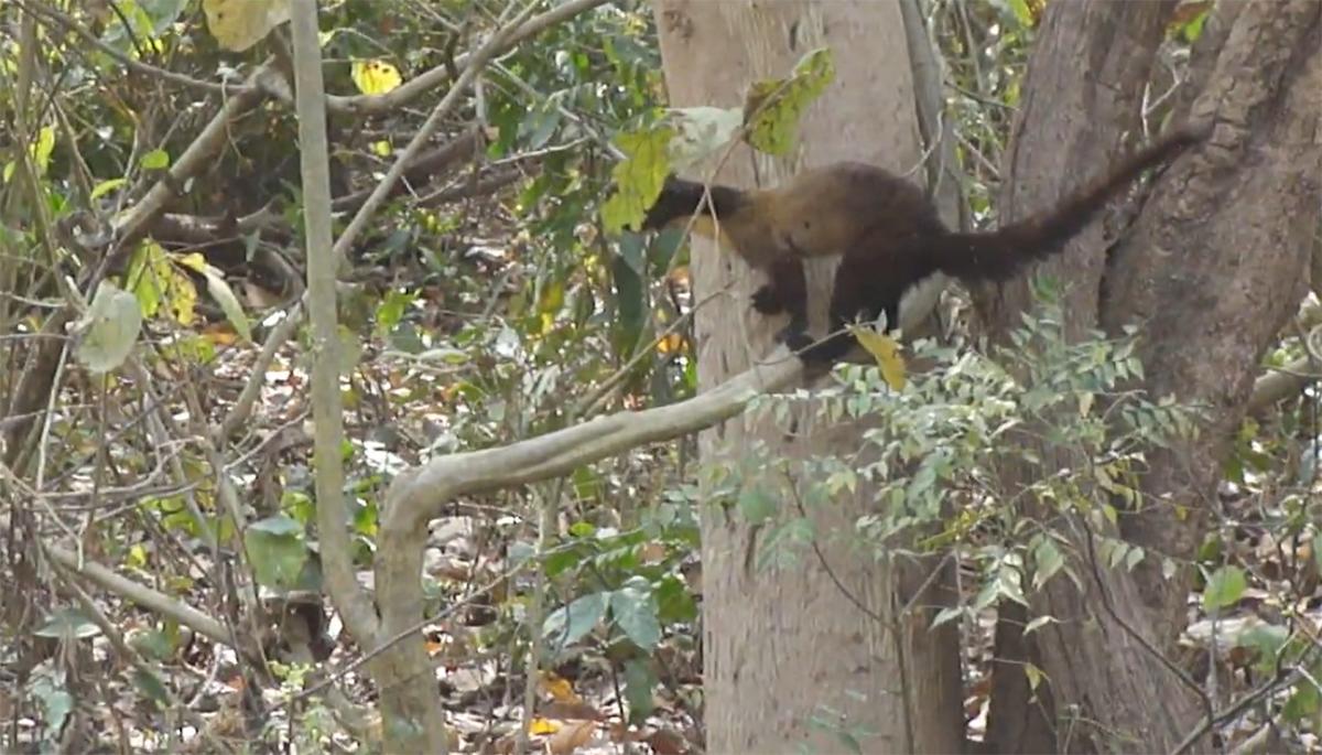黄喉貂是不是黄鼠狼,黄喉貂的天敌是什么动物