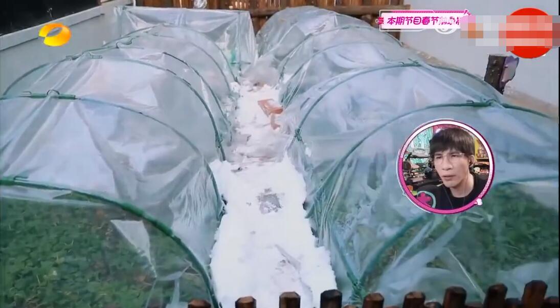 是女明星也是“菜农”！柳岩吃过刘亦菲种的茄子，张馨予家有农场