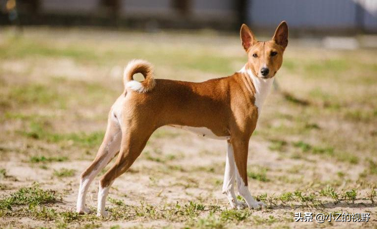这7种猎犬，都来自非洲大陆，有你们认识的吗？