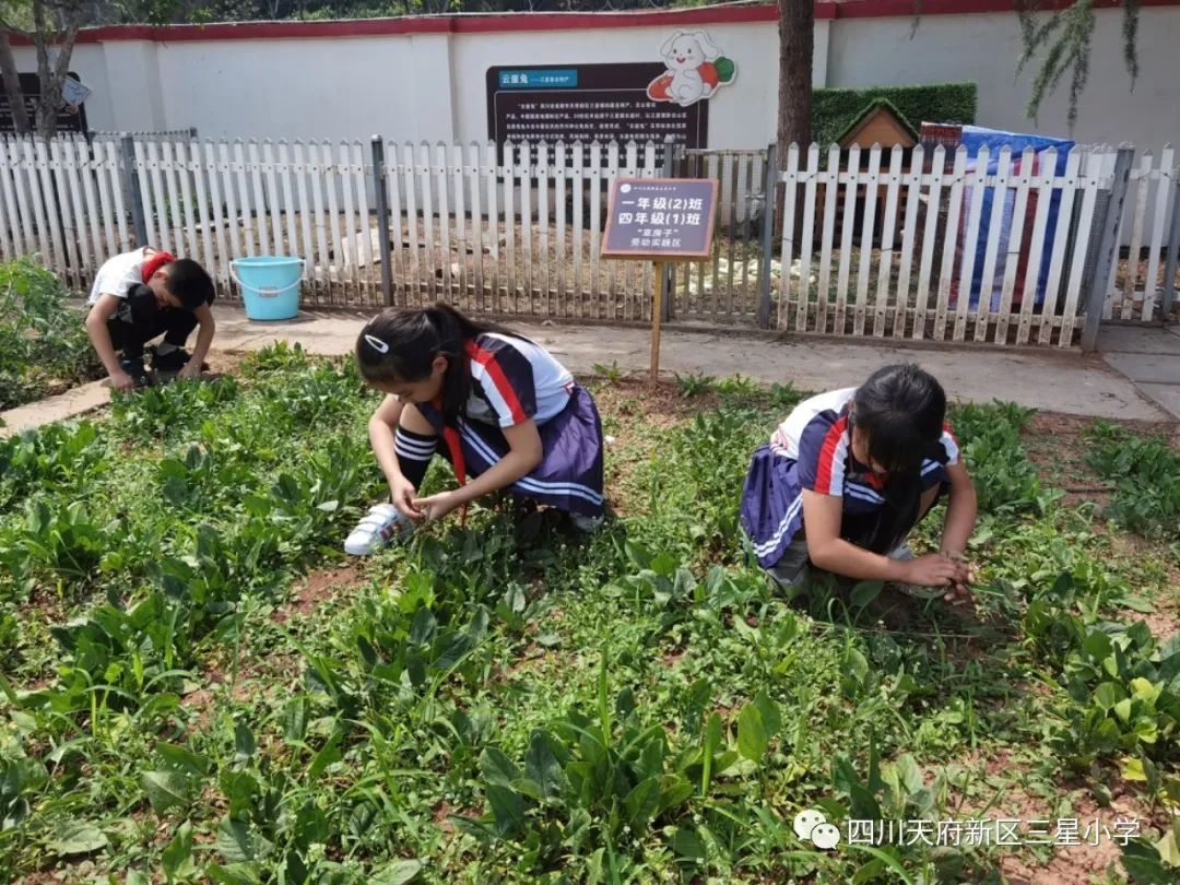 致敬最可爱的人——四川天府新区三星小学开展劳动实践周系列活动