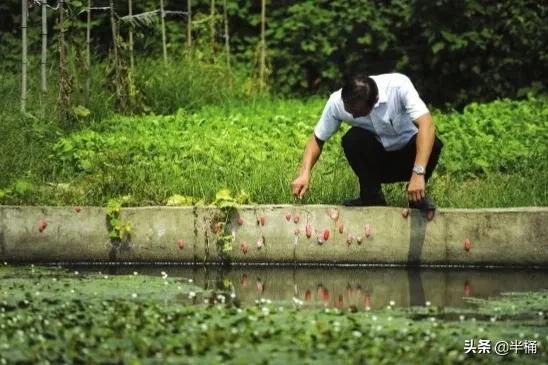 福寿螺体内寄生虫多达6000条，入侵我国不到50年，农民叫苦不堪