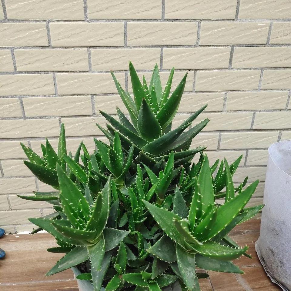 8种能吸甲醛的花，好养漂亮，家里至少放一盆