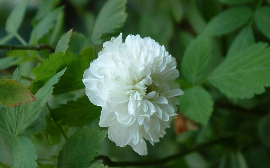 盘点九种既悲伤又虐心的花语的花