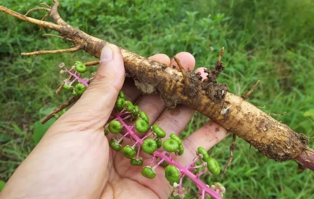 农村8种常见的有毒植物，不能随意采摘来吃，收藏起来并告诉家人