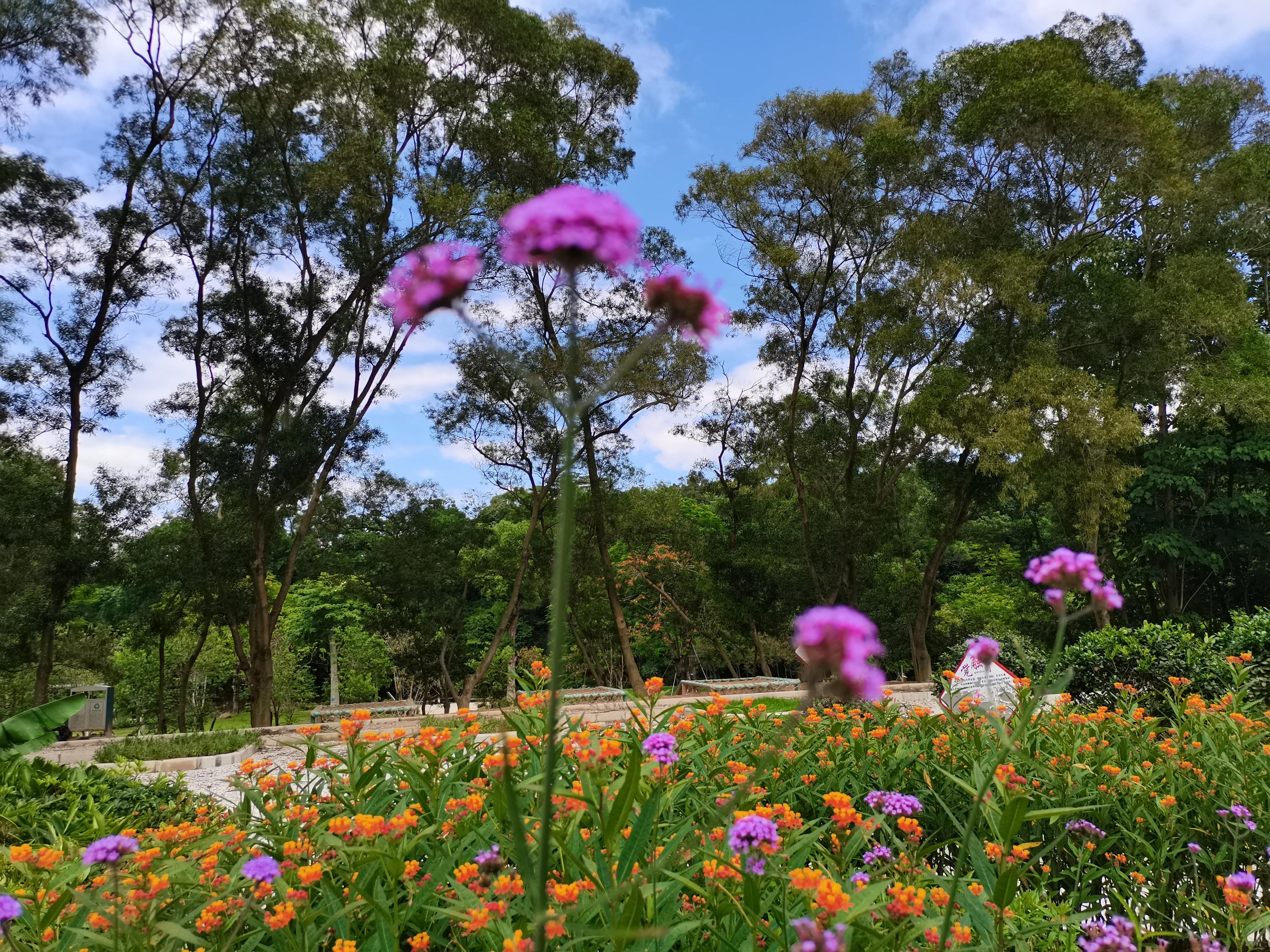 时光荏苒如流水，岁月无声悄然逝