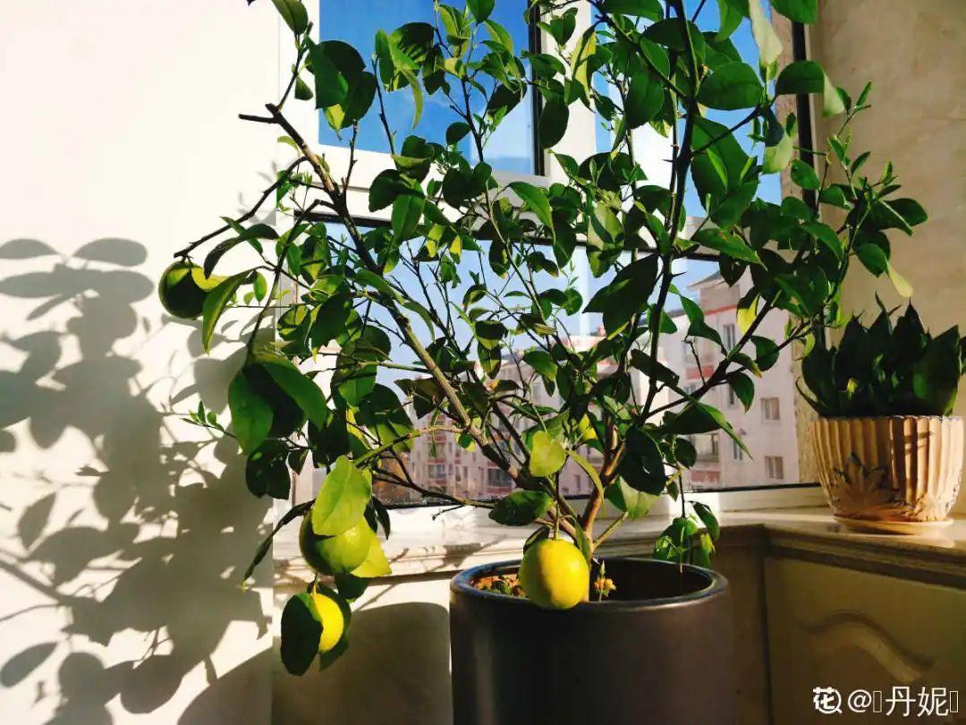 卧室适合放什么花（卧室养这4种花养人养身心）