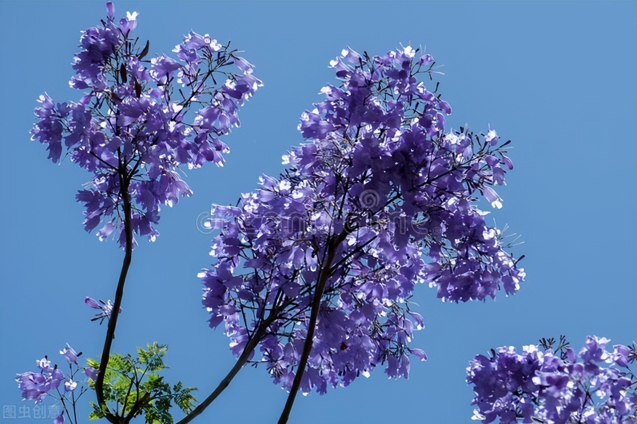 先开花后长叶 这10种乔木 你见过哪几种 天天看点